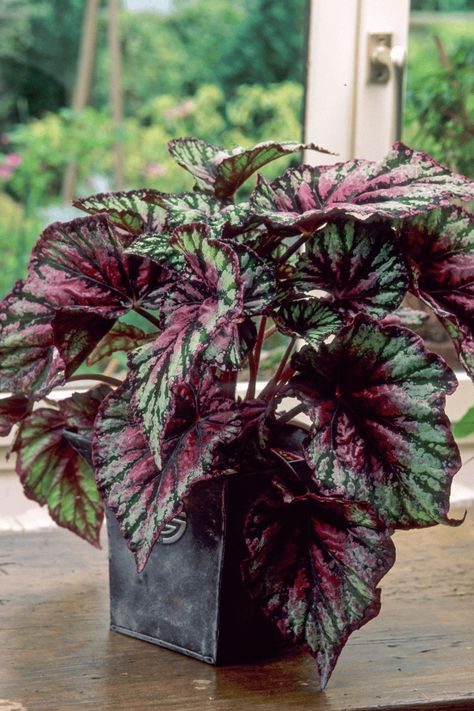 Begonia Leaves, Rex Begonias, Begonia Leaf, Best Bathroom Plants, Apple Plant, Types Of Houseplants, Popular House Plants, Iron Plant, Diy Gardening