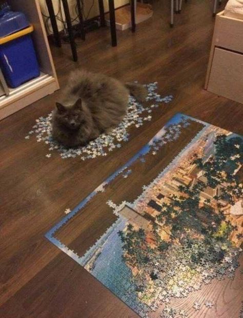 Cat Puzzle, Funny Cat Pictures, Crazy Cat Lady, Cute Funny Animals, Cat Photo, Crazy Cats, Cat Pics, Cat Love, Funny Cute