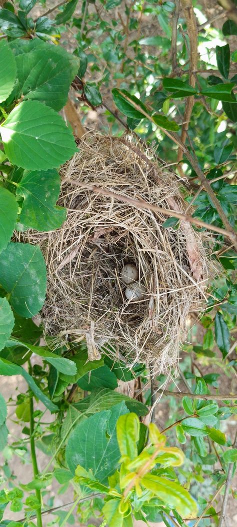 Birds nest with eggs Bird Nest Pictures, House Sparrow Nest, Nest Images, Sparrow Nest, Funny Snapchat Pictures, Funny Snapchat, House Sparrow, Birds Nest, Snapchat Picture