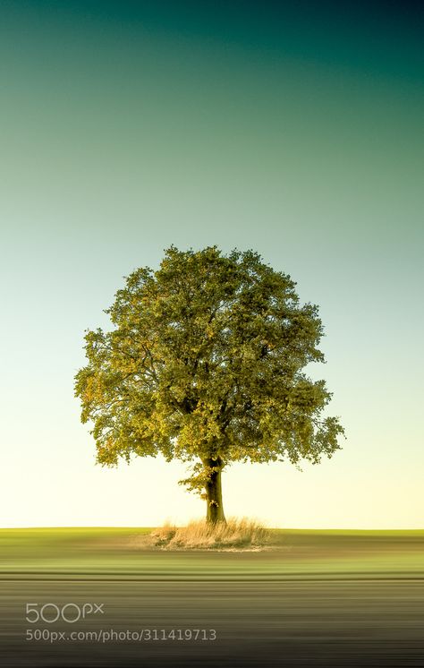 Summer Oak Single Tree Photography, Diy Totem, Scenic Painting, Tree Mushrooms, Fall Trees, Totem Poles, Single Tree, Tree Photography, Tall Trees