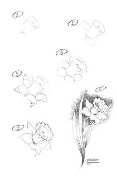 Daffodil Drawing, Pencil Drawings Of Flowers, Teaching Drawing, Pencil Drawings For Beginners, Flower Drawing Tutorials, Pen Art Drawings, Flower Art Drawing, Floral Drawing, Next Tattoo