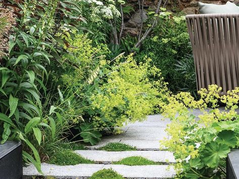 Lush, Japanese-style planting in a small garden in Bristol Alchemilla Mollis, Japanese Plants, Granite Paving, Astrantia Major, Yard Landscape Ideas, Tranquil Garden, Back Garden Ideas, Jungle Gardens, Planting Plan