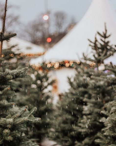 Silver Christmas Decorations, Christmas Time Is Here, Winter Magic, Tree Farm, Christmas Tree Farm, Winter Wonder, Silver Christmas, Christmas Mood, Merry Little Christmas