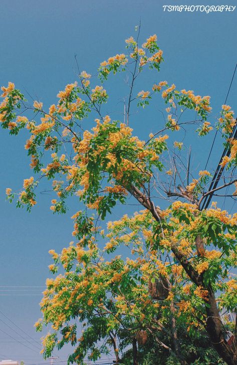 Padauk Flower Myanmar, ပိတောက်ပန်း Photo, Water Festival, Love Couple Wallpaper, Boy Blurred Pic, Artistic Wallpaper, Couple Wallpaper, Flowers Art, Draw On Photos