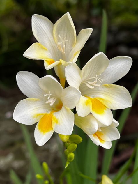 White Freesia, Freesia Flowers, Photos Flowers, Reference Pics, Drawing Flowers, Airbrush Art, Favorite Flowers, Beautiful Flowers Pictures, Flower Pictures