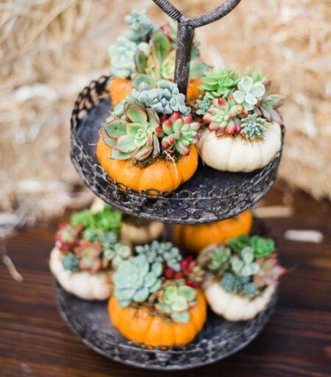 DIY Succulent Pumpkins for Halloween https://succulentcity.com/diy-succulent-pumpkins-for-halloween/ Succulent Corsage, Succulent Projects, Succulent Inspiration, Pumpkins For Halloween, Succulent Pumpkin, Pumpkin Planter, Succulent Wedding Favors, Pumpkin Arrangements, Succulent Planters