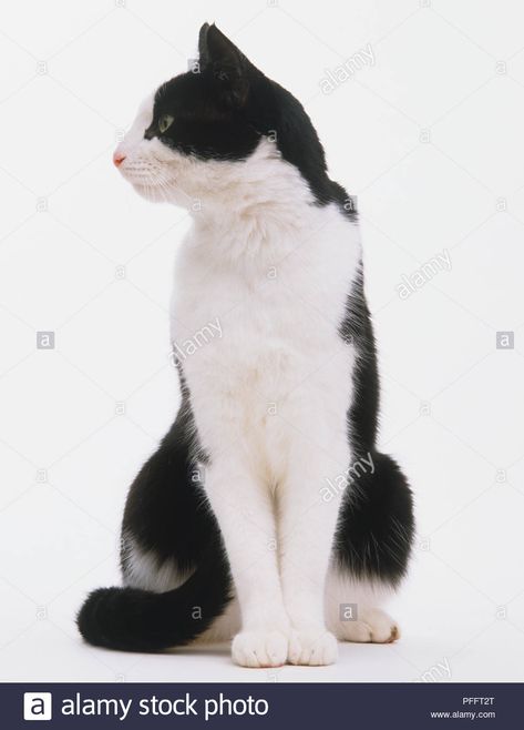 Download this stock image: BLACK AND WHITE CAT SITTING UP LOOKING TO THE SIDE - FRONT VIEW - PFFT2T from Alamy's library of millions of high resolution stock photos, illustrations and vectors. Cat Sitting Looking Up, Cat Face Side View, Cat Front View Drawing, Cat Head Side View, Cat Sitting Side View, Cat Looking Down, Cat Sitting Reference, Cat Looking Up, Cat Looking To The Side