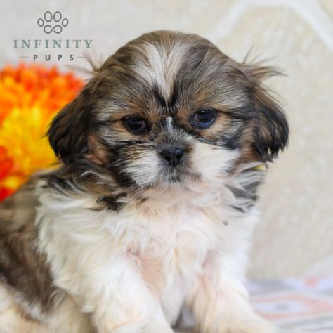 Shih-tzu Puppies For Sale • Adopt Your Puppy Today • Infinity Pups Shih Tzu Breeders, Puppy Finder, Shih Tzu Puppy, Puppy Adoption, Puppies For Sale, Shih Tzu, Your Dream, Adoption, Super Cute