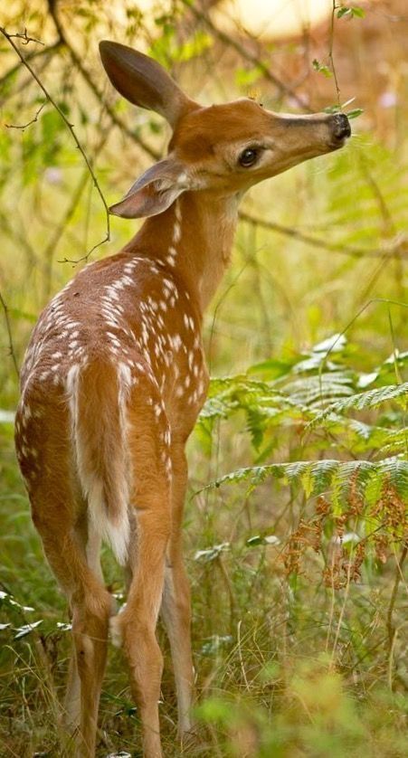 Deer Photos, Animal Reference, Animal References, Whitetail Deer, Oh Deer, Baby Deer, A Deer, Cute Animal Pictures, Animal Planet