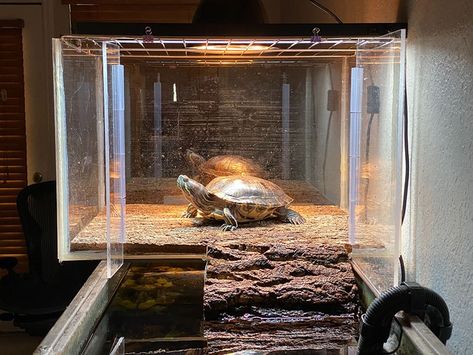 Water Turtle Habitat Ideas, Indoor Turtle Pond Ideas, Diy Turtle Habitat Indoor, Turtle Basking Area, Turtle Tank Setup, Turtle Tanks, Diy Turtle, Turtle House, Franklin The Turtle