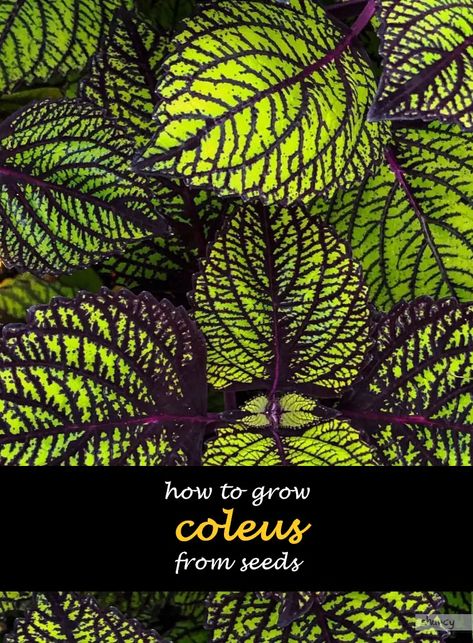 How To Grow Coleus From Seeds | ShunCy - Love the green Hardening Off Seedlings, Seed Planting, Seed Starting Mix, Insecticidal Soap, White Flies, Colorful Plants, Garden Lovers, Seed Starting, New Leaf