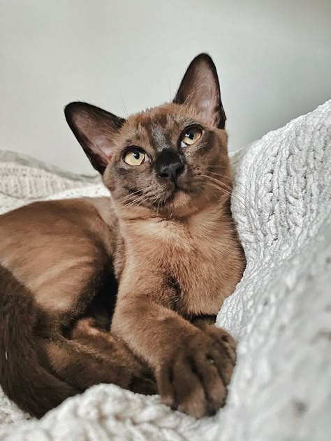 Chocolate Brown Cat, Chocolate Burmese Cat, Chocolate Siamese Cats, Burmese Cat Chocolate, Cat Types, Burmese Kittens, Burmese Cats, Chocolate Cat, Burmese Cat