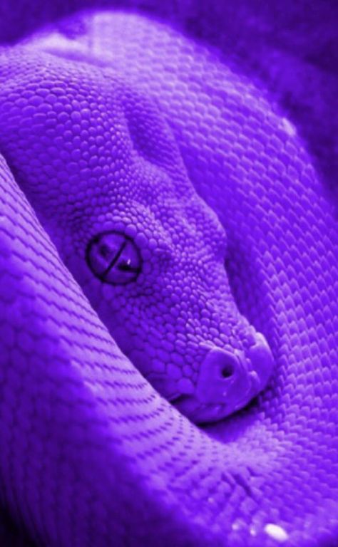 Purple Snake Wallpaper, Colorful Snakes, Snake Wallpaper, Collage Mural, Purple Snake, Violet Aesthetic, Purple Wall Art, Purple Vibe, Lavender Aesthetic