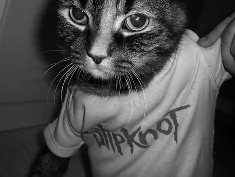 Cat wearing a Slipknot shirt. I'm crying. Punk Cats, Silly Cats Pictures, Cat Icon, Slipknot, Silly Cats, Pretty Cats, Cat Pics, Cool Cats, Funny Cute