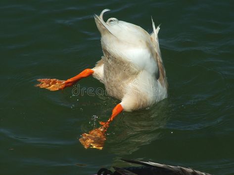 Duck Swimming Drawing, Flying Duck Painting, Duck Diving, Duck Swimming Illustration, Orange Bottoms, Duck In Water Painting, Duck In Water Aesthetic, White Duck, White Ducks