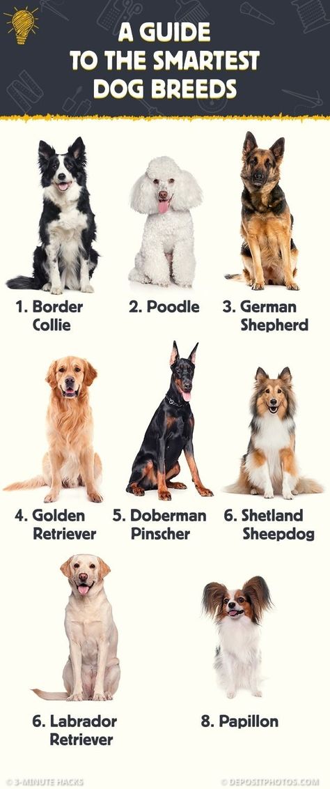 Australian Silky Terrier, Miniature American Shepherd, Smartest Dog Breeds, Ibizan Hound, American Shepherd, Tibetan Spaniel, Australian Terrier, English Toy Spaniel, Dog Suit