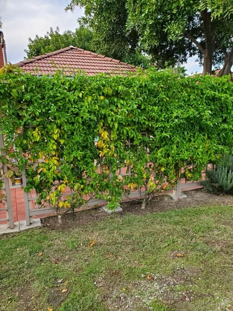 Garden Plants Ideas, Passionfruit Vine, Passion Fruit Plant, Garden Front Of House, Backyard Flowers Garden, Vine Trellis, Outdoor Trellis, Privacy Landscaping, Courtyard Gardens Design