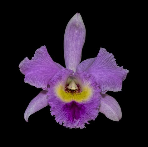 https://flic.kr/p/kwBxp6 | Orchid on Black_DSC4284 | Orchid on a black background. Orchid Black Background, Flowers With Black Background, Flower Black Background, Flowers On Black Background, Flowers Black Background, Hummingbird Pictures, Purple Vibe, Flower Icons, Phone Icons