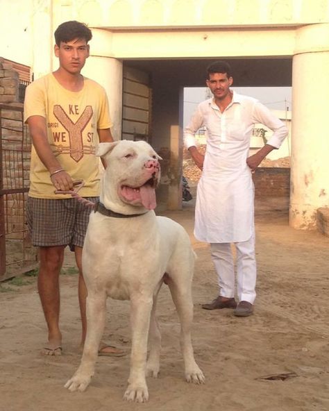 Bully Kutta, Mastiff Breeds, Giant Dog Breeds, Rare Dog Breeds, Mastiff Puppies, Tibetan Mastiff, Mastiff Dogs, Giant Dogs, Bully Dog