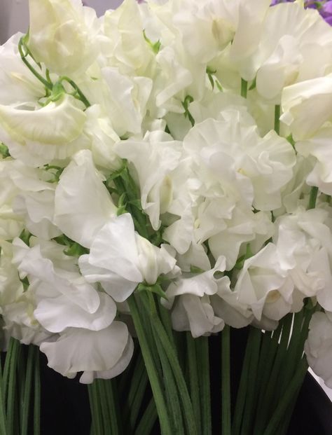 Sweet Pea Wedding Flowers, White Sweet Pea, Sweet Pea Bouquet, Sweet Pea Flowers, Boquette Flowers, Japanese Sweet, Florist Supplies, Pink And White Flowers, All Flowers