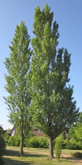 Poplar Tree Painting, Lombardy Poplar Tree, Poplar Tree Illustration, Sourwood Tree, Tennessee Trees, White Poplar Tree, Composite Drawing, Lady Persephone, Idaho Landscape