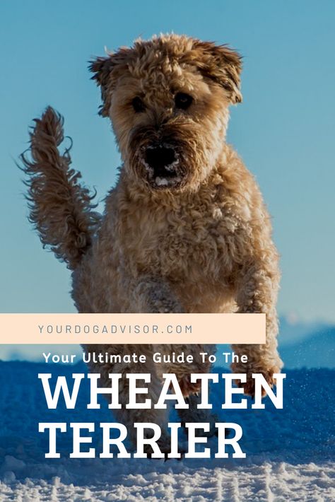 Soft Coated Wheaten Terrier Grooming, Wheaton Terrier Soft Coated, Wheaten Terrier Puppy, Dog Goals, Wheaton Terrier, Airedale Dogs, Soft Coated Wheaten Terrier, Irish Terrier, Dog Training Advice