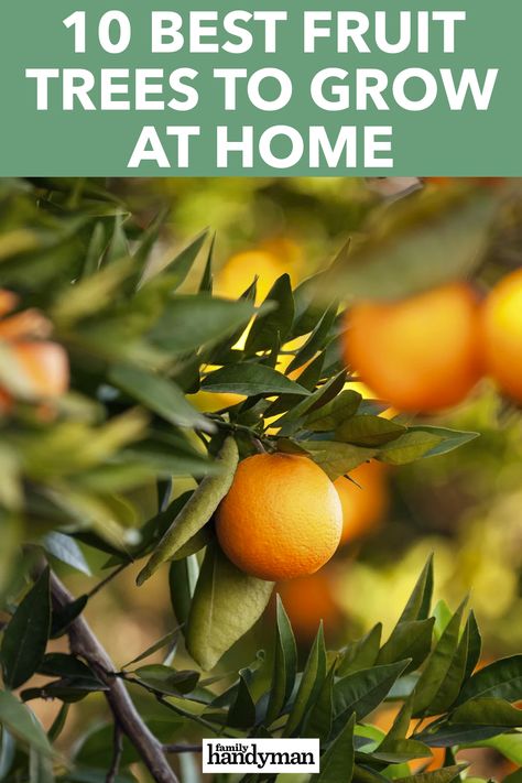 10 Best Fruit Trees to Grow at Home Satsuma Tree, Trees Indoors, Fruit Trees In Containers, Types Of Oranges, Indoor Vegetables, Best Greenhouse, Citrus Plant, Van Storage, Orange Trees