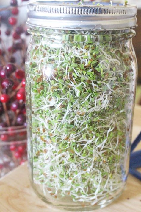 Growing sprouts at home is actually extremely simple with a few supplies. It only takes 5-7 days to have fresh homegrown sprouts at home! Learn how to grow alfalfa sprouts, or you can do this with broccoli sprouts, mung bean spouts, or any other type of sprouts! Sprout Garden, Sprouts Benefits, How To Grow Sprouts, Grow Sprouts, Microgreens Garden, Lacto Fermentation, Herbs Growing, Growing Sprouts, Indoor Grow