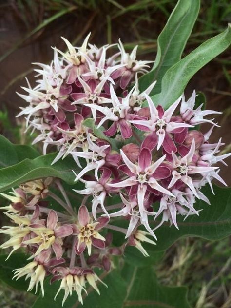 Showy Milkweed, Waterfall Garden, Sunflower Family, Riverside House, Magenta Flowers, Landscape Inspiration, Indian Paintbrush, Capitol Reef, Capitol Reef National Park