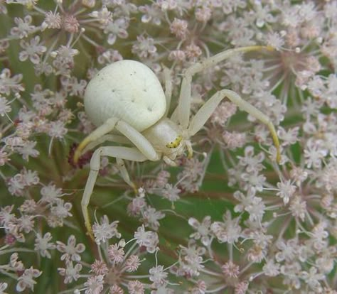 Crab Spider, White Spider, Crab, Tumblr, Flowers, White