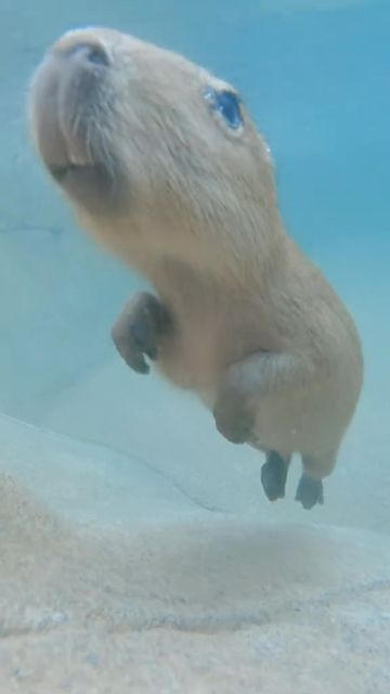 San Diego Zoo on Instagram: "Suit up for a capybara swim lesson 🏊‍♂️ #Capybara #Swim #HappyCapy #SanDiegoZoo" Capybara Cafe, Capybara Song, Capybara Baby, Capybara Pet, Baby Capybara, San Diego Zoo, Pretty Animals, Silly Animals, Suit Up