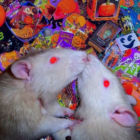 halloween aesthetic rats kissing cute spooky vintage halloween candy pfp icon Aesthetic Rats, Rat Pfp, Vintage Halloween Candy, Spooky Vintage, Adopt Idea, Mouse Rat, Halloween Aesthetic, Halloween Candy, Vintage Halloween