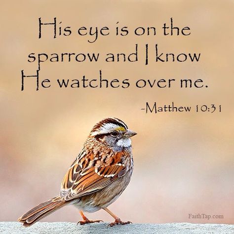 His Eye Is On The Sparrow... Sparrow Bible Verse, Jesus Whispers, Bible Matthew, Matthew 10 31, Biblical Knowledge, Matthew 10, Basic Drawing, Bible Verse Art, Inspirational Quotes God