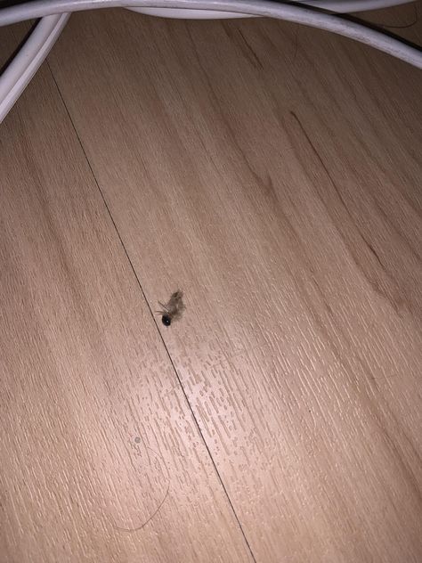 Gross body with eye?? found on my bedroom floor 75mm long. Can someone ID? Bedroom Floor, My Bedroom, Bedroom Flooring, Belly Button Rings, Flooring, Canning, Bedroom