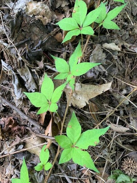 Poison Ivy Images, Poison Ivy Vine, Identify Poison Ivy, Poison Plants, Ivy Plant Indoor, Poison Ivy Plants, Poison Ivy Rash, Ivy Look, Poison Oak