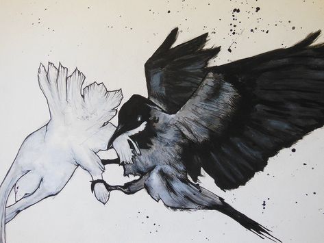 Crow Attacking Dove, Crow Attacking, Off With Their Heads, The Pope, Peace Dove, The Crow, Studio Shoot, Artist Statement, Pen And Ink