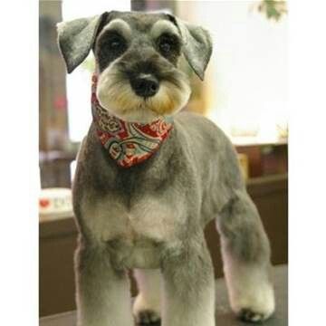 No long beard Schnauzer Haircuts, Schnauzer Haircut, Schnauzer Cut, Schnauzer Grooming, Mini Schnauzer Puppies, Dog Grooming Styles, Creative Grooming, Grooming Ideas, Schnauzer Puppies