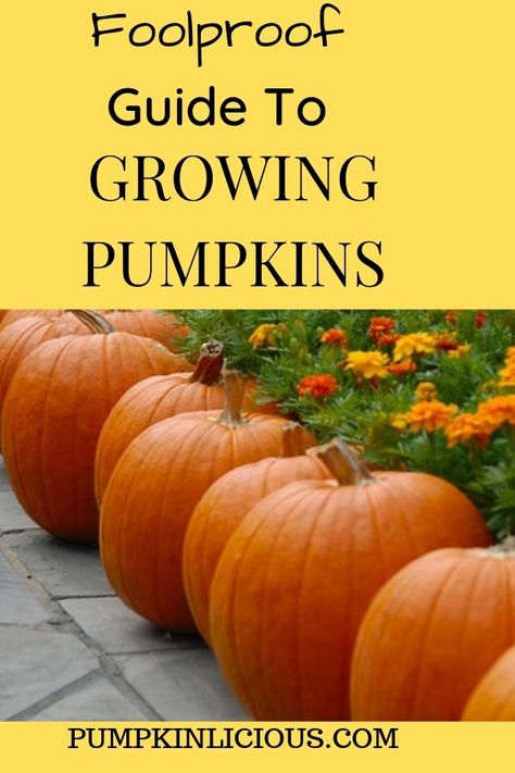 How To Grow A Pumpkin, Growing Pumpkins From Seeds, How To Grow Pumpkins From Seeds, Pumpkin Growing Tips, Pumpkin Plants How To Grow, When To Plant Pumpkin Seeds, How To Grow Pumpkins In Small Space, Best Way To Grow Pumpkins, Tips For Growing Pumpkins