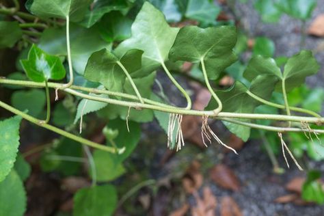 It's surprisingly simple to propagate English ivy (Hedera helix)  by rooting vines that touch the ground, which is a process called layering. You can also root cuttings or grow ivy from seed. Many plants with vines are commonly called ivies but they are not true ivies.  English ivy grows outdoors in U.S. Department of Agriculture plant hardiness... Propagate Ivy, Ivy Plant Indoor, Boston Ivy, Fall Container Gardens, Hedera Helix, Ivy Vine, English Ivy, Plants Are Friends, Garden Vines