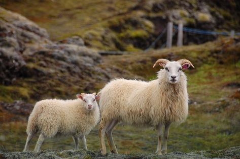 Alaska Homestead, Icelandic Sheep, Black Sheep Of The Family, Musk Ox, The Lord Is My Shepherd, Mini Farm, Sheep Farm, Nordic Home, Black Sheep