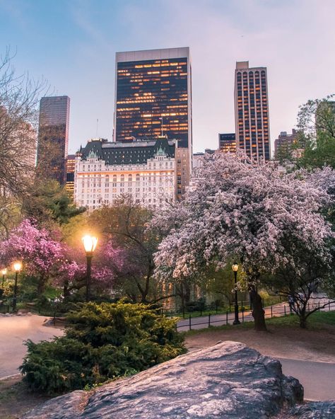 glamofnyc.com Cherry Blossoms blooms in Central Park Pink New York Aesthetic, Park Picture Ideas, Pink New York, Brooklyn Botanical Garden, Nyc Spring, Spring In New York, Autumn In New York, Riverside Park, Park In New York