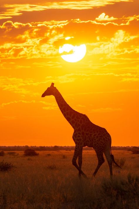 Giraffe in the sunset in Nxai Pans National Park, Botswana Botswana Travel, Africa Sunset, Botswana Safari, Safari Photography, Chobe National Park, African Skies, Endangered Wildlife, Africa Animals, Giraffe Art