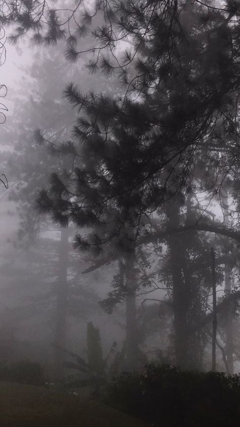 Foggy Aesthetic, Grey Hour, Dark Naturalism, Dark Forest Aesthetic, Rainy Day Aesthetic, Dark Landscape, Forest Aesthetic, Dark Green Aesthetic, Foggy Forest