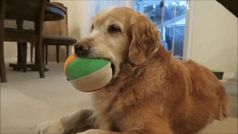 dog ball golden pup cute dog golden retriever parker good boy parkerpup stuffy mouth full sweet dog full mouth mouth is full New GIF on Giphy #Dog #Pet #PetRescue Golden Retriever Gif, Dog Golden Retriever, Sweet Dog, Dog Ball, Good Boy, Sweet Dogs, Dogs Golden Retriever, Retriever Dog, Dog Pet