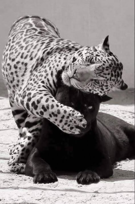 Jaguar Animal, Black Jaguar, Photography 101, Family Dogs, Leopards, White Photo, Beautiful Cats, Black Panther, Big Cats