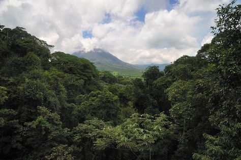 Tropical and subtropical dry broadleaf forests ~ Jungle World Subtropical Forest, Dry Forest, Forest Biome, Background References, Biome, Tropical Forest, Master Class, Mother Nature, Forest