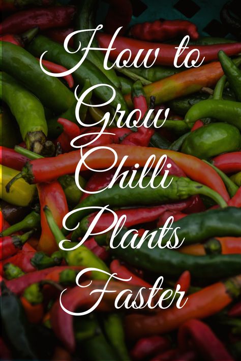 #gardenbagan presents #how-to-grow-chili-pepper-plants-faster-from-seeds . In this post, you will learn some easy and effective methods to #grow-chillis faster with #seeds. Learn everything about chili and #peppers from seeds to fruits. Follow me and keep reading. #gardenupdates #gardentips #chiligardening #growpepper #containergardening #Chilliseeds #seedgermination #seedlingtransplantation #vegetablegardening #easytogrowvegetables #summervegetables Grow Chilli Plants, Growing Chillies From Seed, Chilli Tree, Chili Pequin, Growing Chillies, Gardening Peppers, Chili Plant, Chili Pepper Plant, Hawaiian Chili