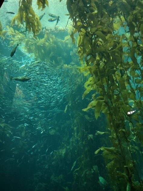 Kelp Forest Wallpaper, Kelp Forest Aesthetic, Underwater Lake, Aesthetic Summer Wallpaper, Kelp Forest, Water Aesthetic, Water Nymphs, Water Sea, Forest Wallpaper