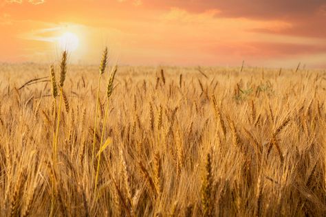 May, spring, Lollie Bottoms, Conway, winter wheat, wheat, farming, farm, Faulkner County, harvest, (130) Renegades Book, Wheat Farming, Wheat Farm, Prairie Sunset, Winter Wheat, Crop Farming, 4k Pictures, Field Wallpaper, Warrior Cats Fan Art