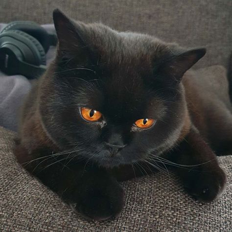 Black Cat With Orange Eyes, Cat With Orange Eyes, Vampire Cats, Cat Captions, Fluffy Black Cat, Vampire Cat, Orange Eyes, Halloween Cats, Black Eyes